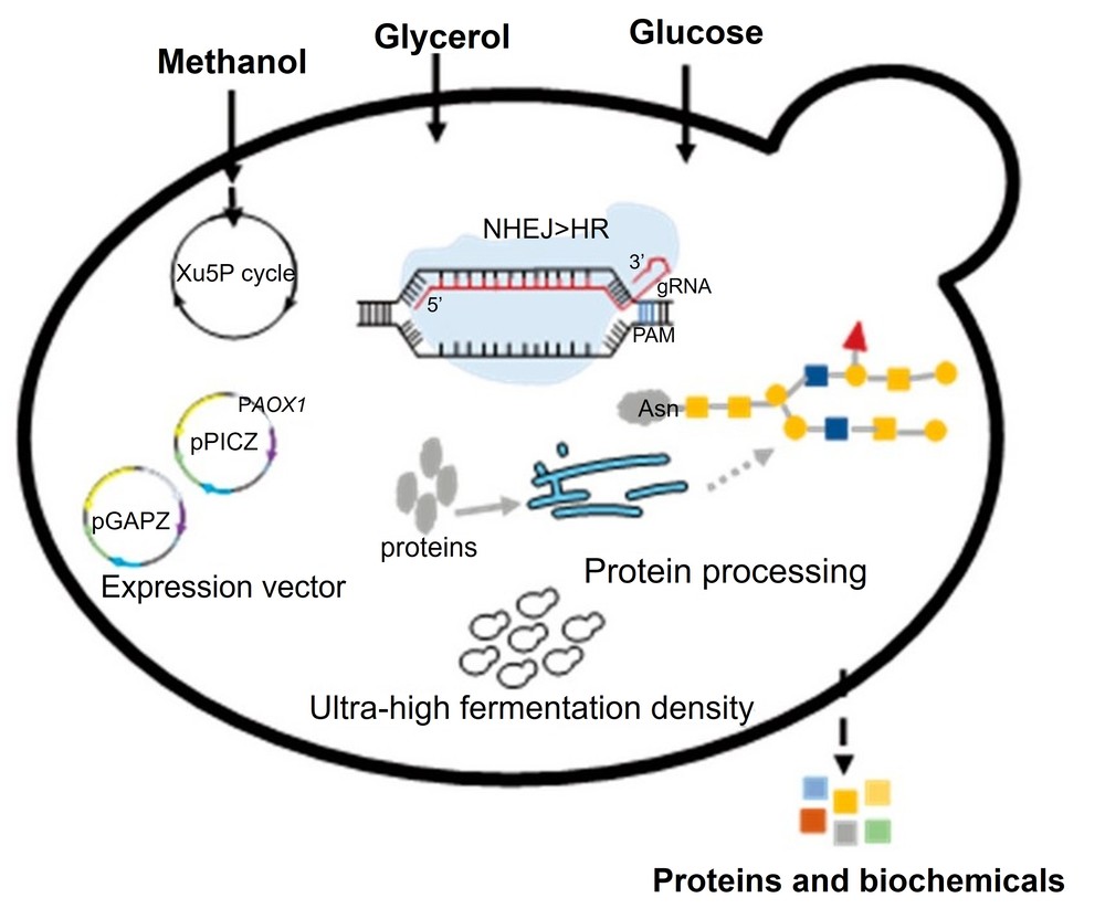 Recombinant protein expression in Pichia pastoris