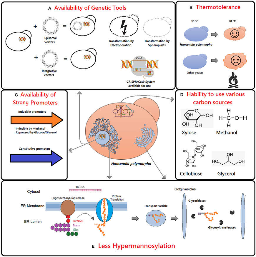 Advances in using Hansenula polymorpha as chassis for recombinant protein production