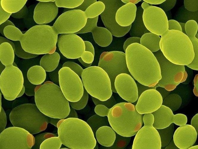 Recombinant protein expression in Pichia pastoris