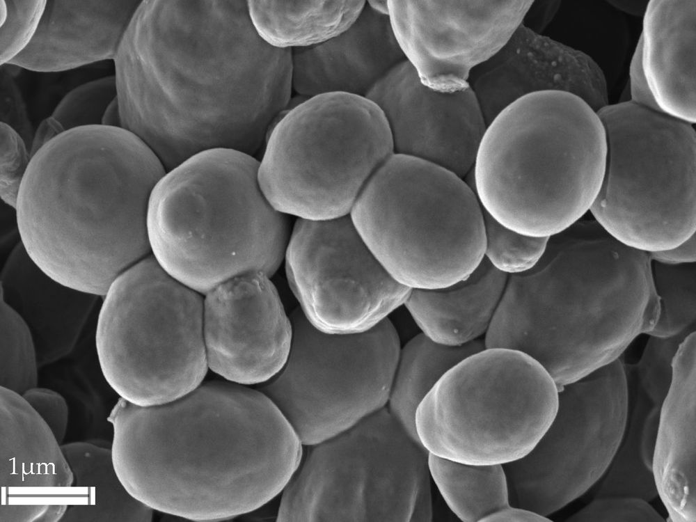 Hansenula polymorpha protein expression systems