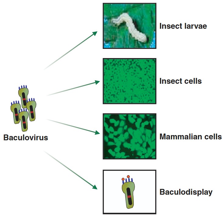 BacMam protein expression in mammalian cells