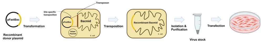 Workflow of BacMam protein expression