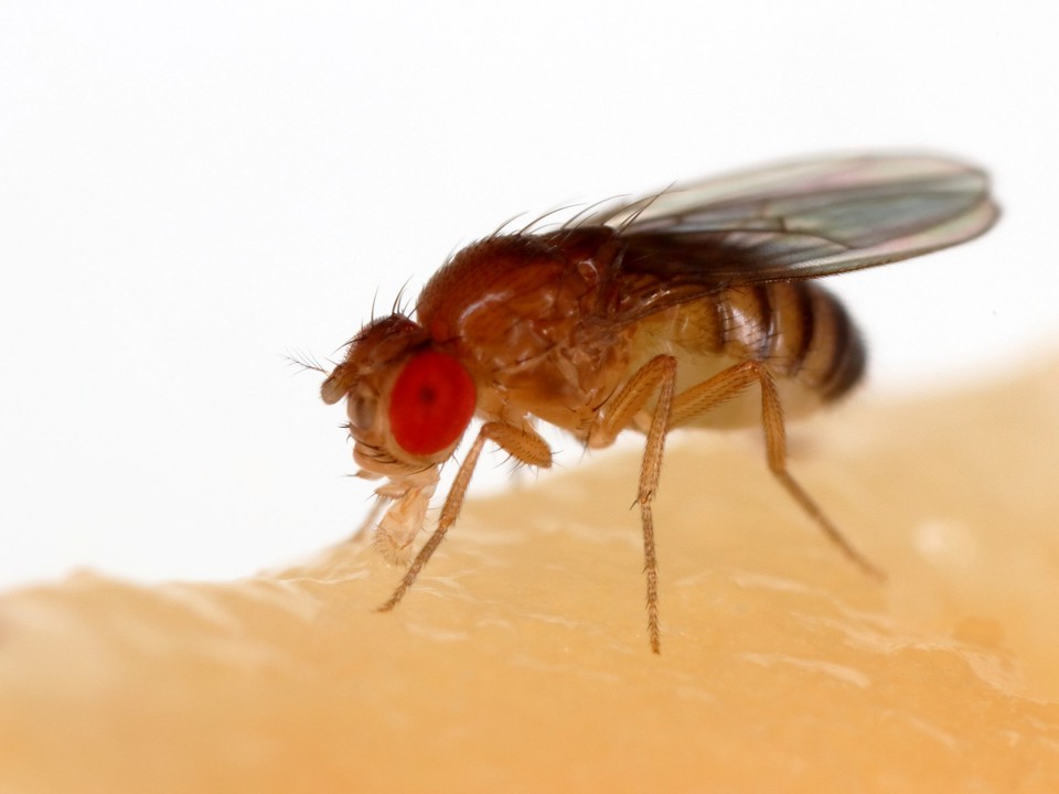 Drosophila melanogaster expression systems