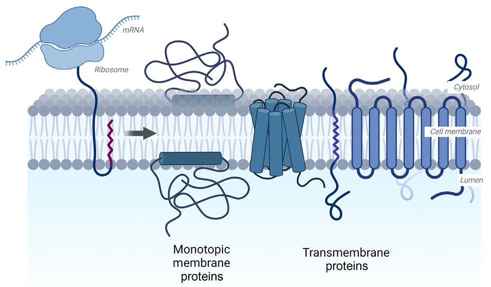 Recombinant membrane protein production