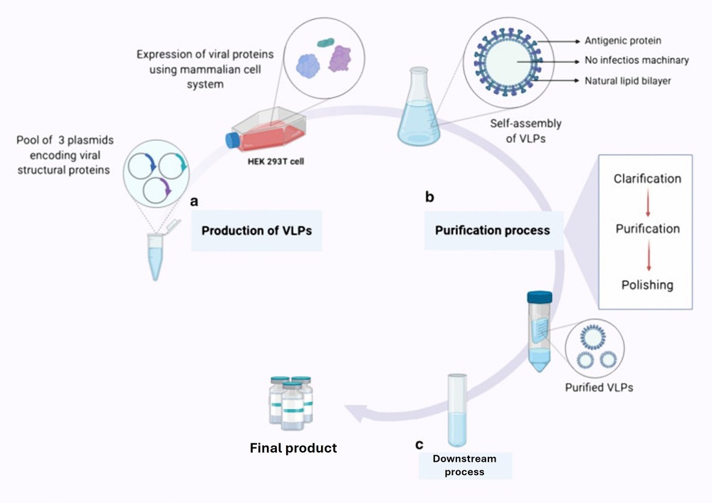 Virus-like particles: preparation, immunogenicity and their roles as nanovaccines and drug nanocarrier