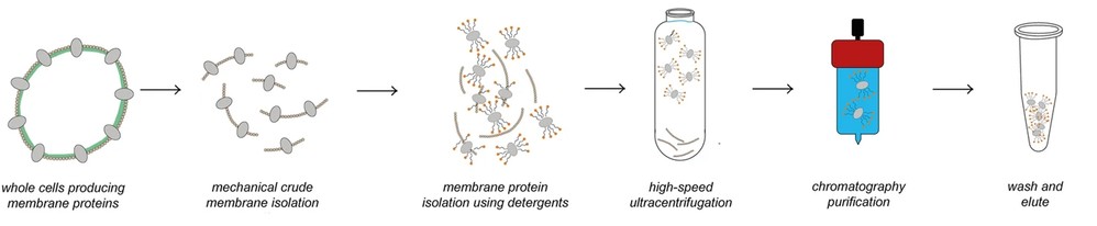 Workflow of membrane protein isolation and purification