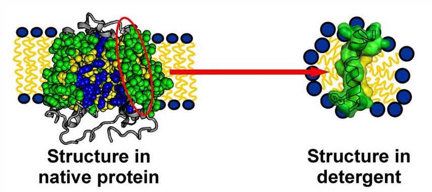 Detergent screening service for protein purification