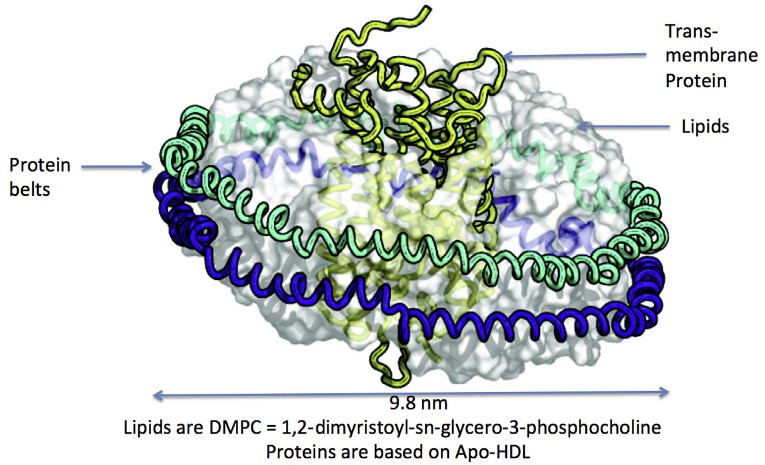 Structure of nanodiscs
