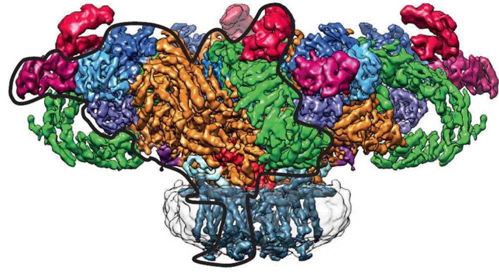 Nanodiscs for structural and functional studies of membrane proteins