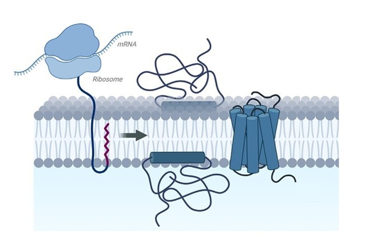 Recombinant membrane protein production