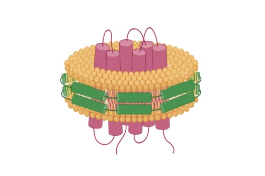 Nanodisc-based protein purification