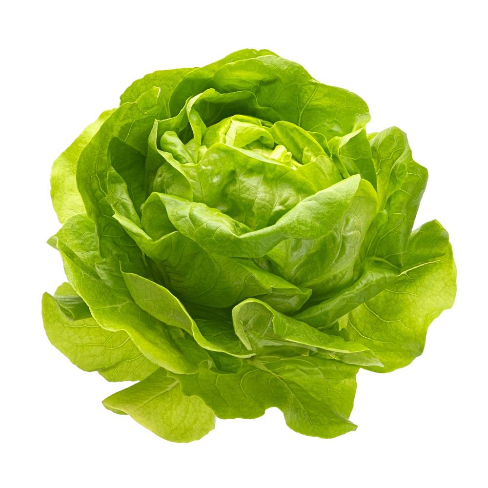 Lettuce transient expression system