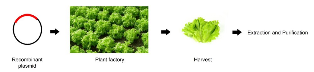 Workflow of protein expression in the lettuce transient expression system