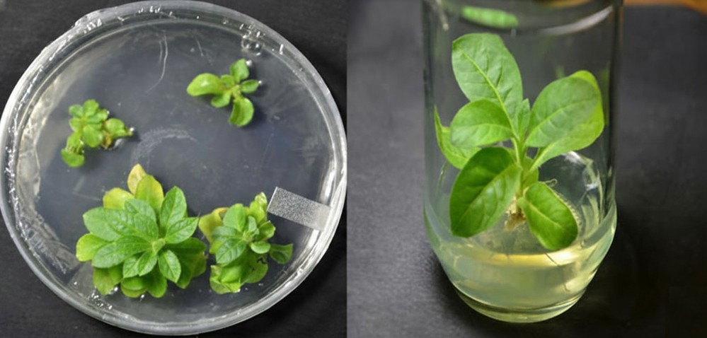 Tobacco (Nicotiana tabacum) grown using plant tissue culture techniques