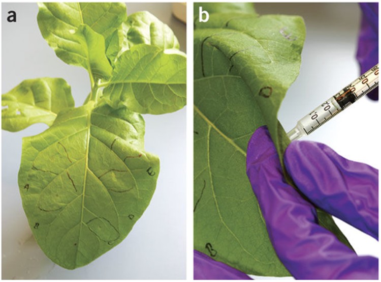 Illustrating the transient gene expression in a tobacco leaf