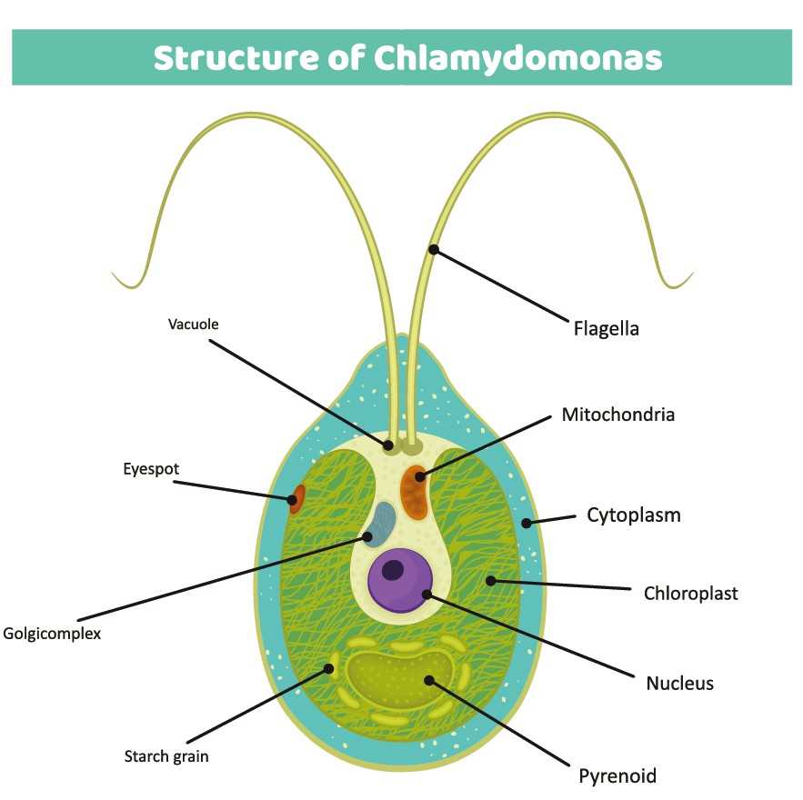 Structure of Chlamydomonas