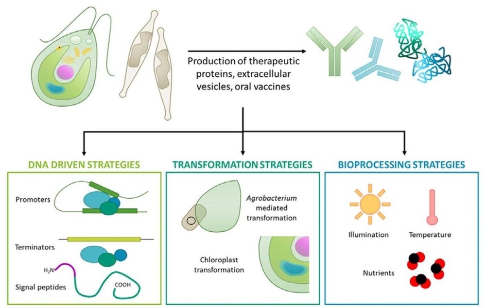 Microalgae expression system