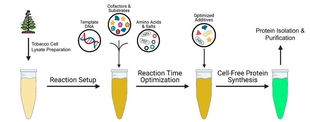 Tobacco-based cell-free protein expression