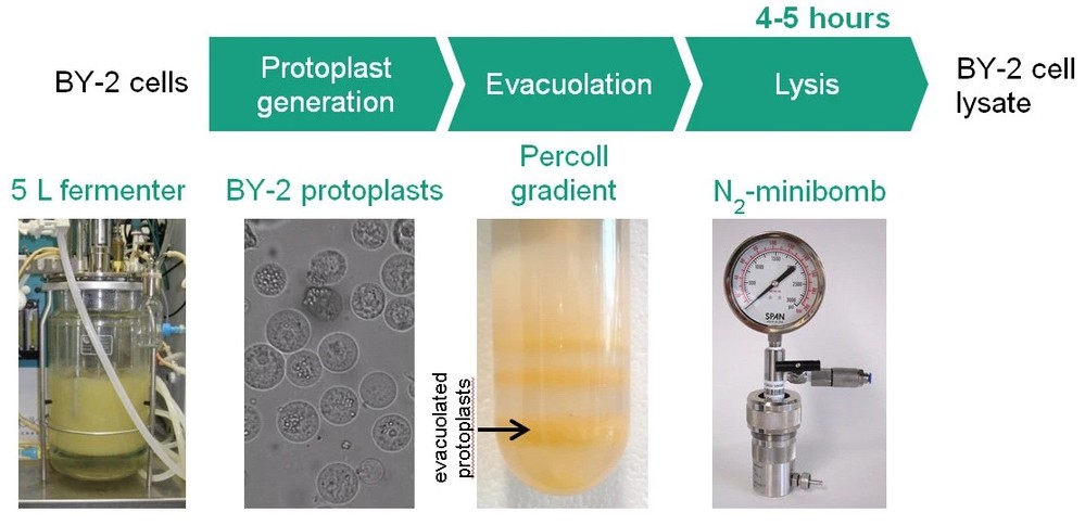 Tobacco BY-2 cell-free lysate: an alternative and highly-productive plant-based in vitro translation system
