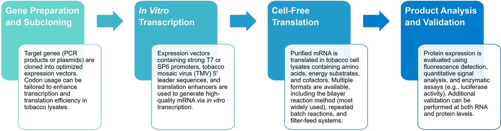 Service workflow of protein expression using tobacco cell-free system