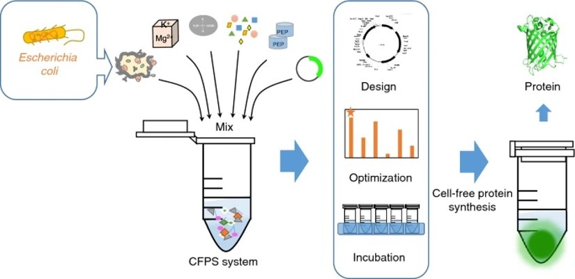 Development and comparison of cell-free protein synthesis systems derived from typical bacterial chassis