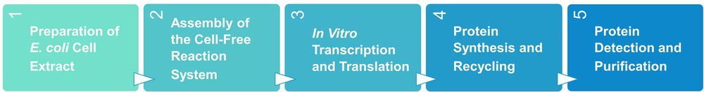 Service workflow of protein expression using E. coli cell-free system