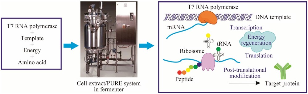 Progress of cell-free protein synthesis system and its applications in pharmaceutical engineering
