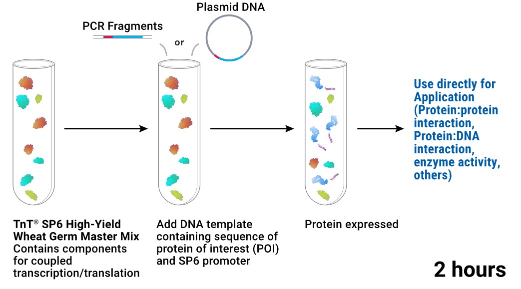 TNT coupled wheat germ extract systems