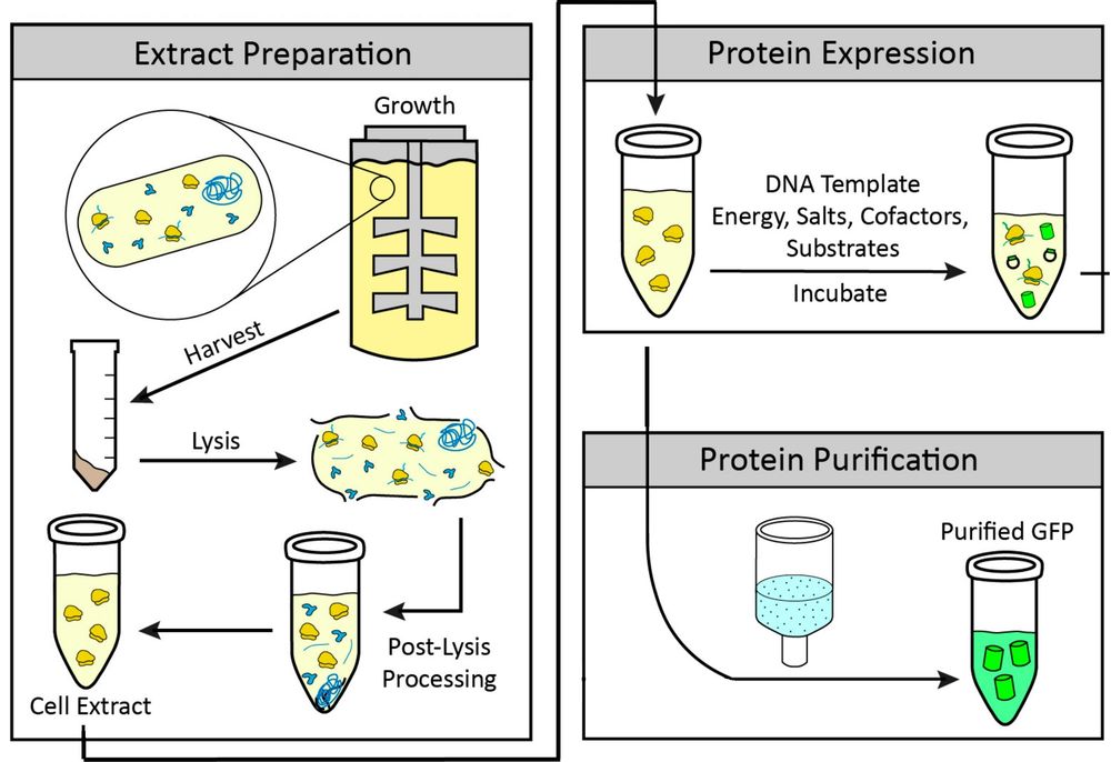 Cell-free protein synthesis