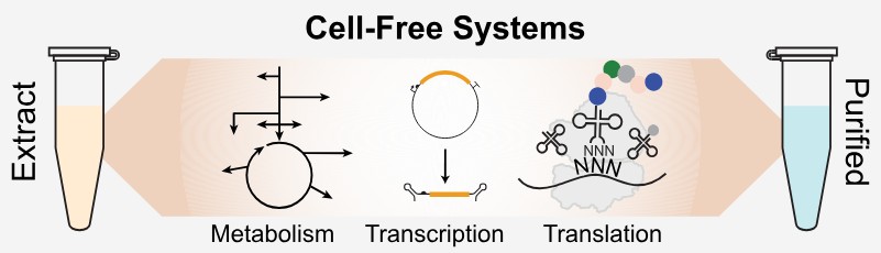 Cell-free protein expression system