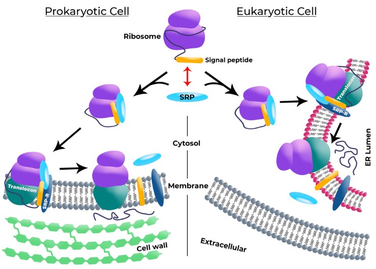 Signal peptide engineering for enhanced protein production