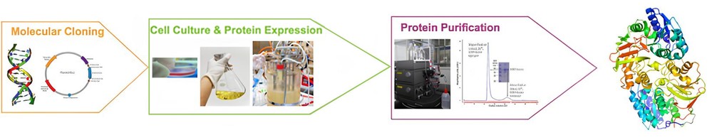 Our integrated protein expression workflow encompasses molecular cloning, host cell culture and protein expression, and downstream purification