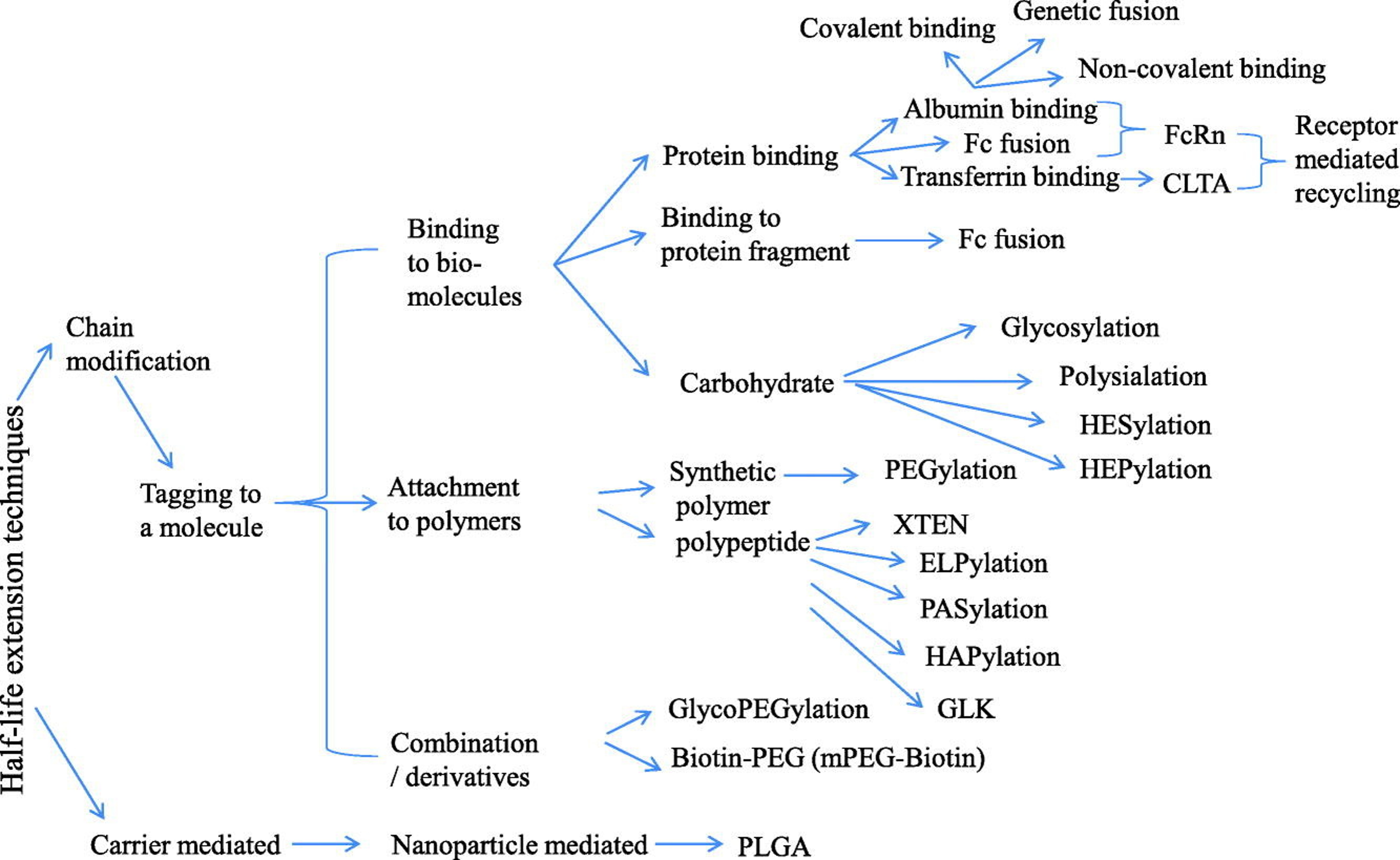 Strategies for extending the half-life of therapeutic proteins
