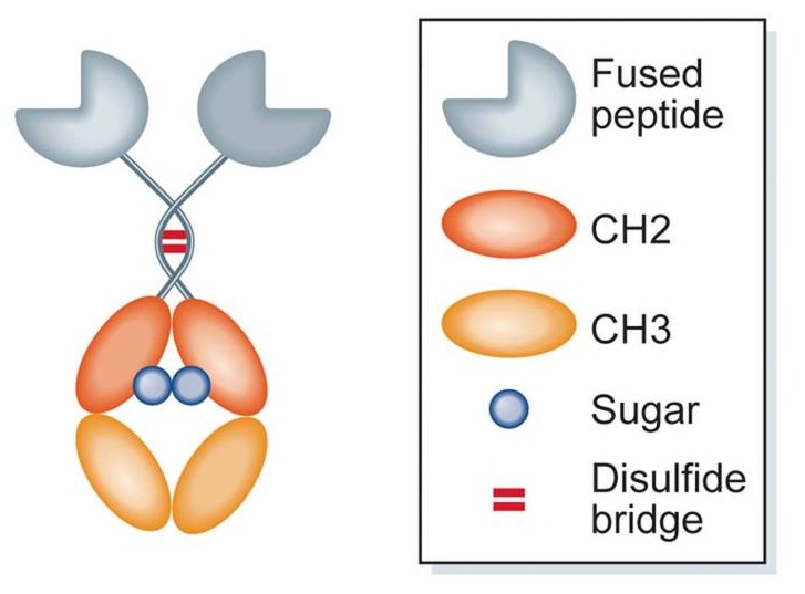 Fc fusion proteins: recent developments and future perspectives