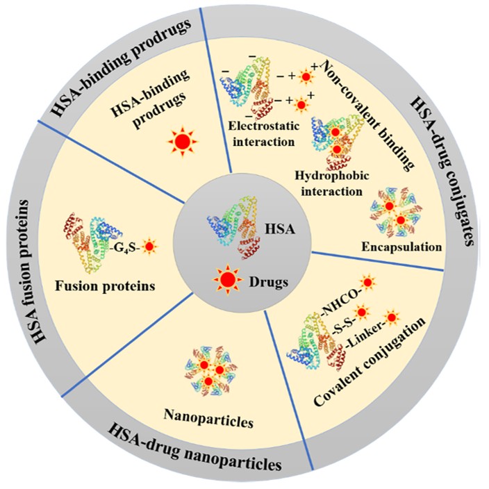 Development of human serum albumin-based drugs and fusion proteins for cancer therapy