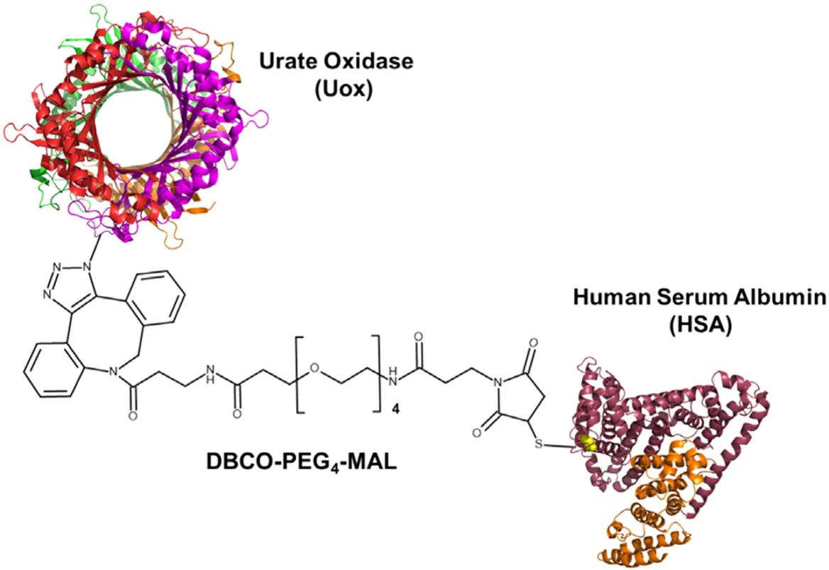 Site-specific albumination of multi-subunit therapeutic proteins to prolong in vivo activity