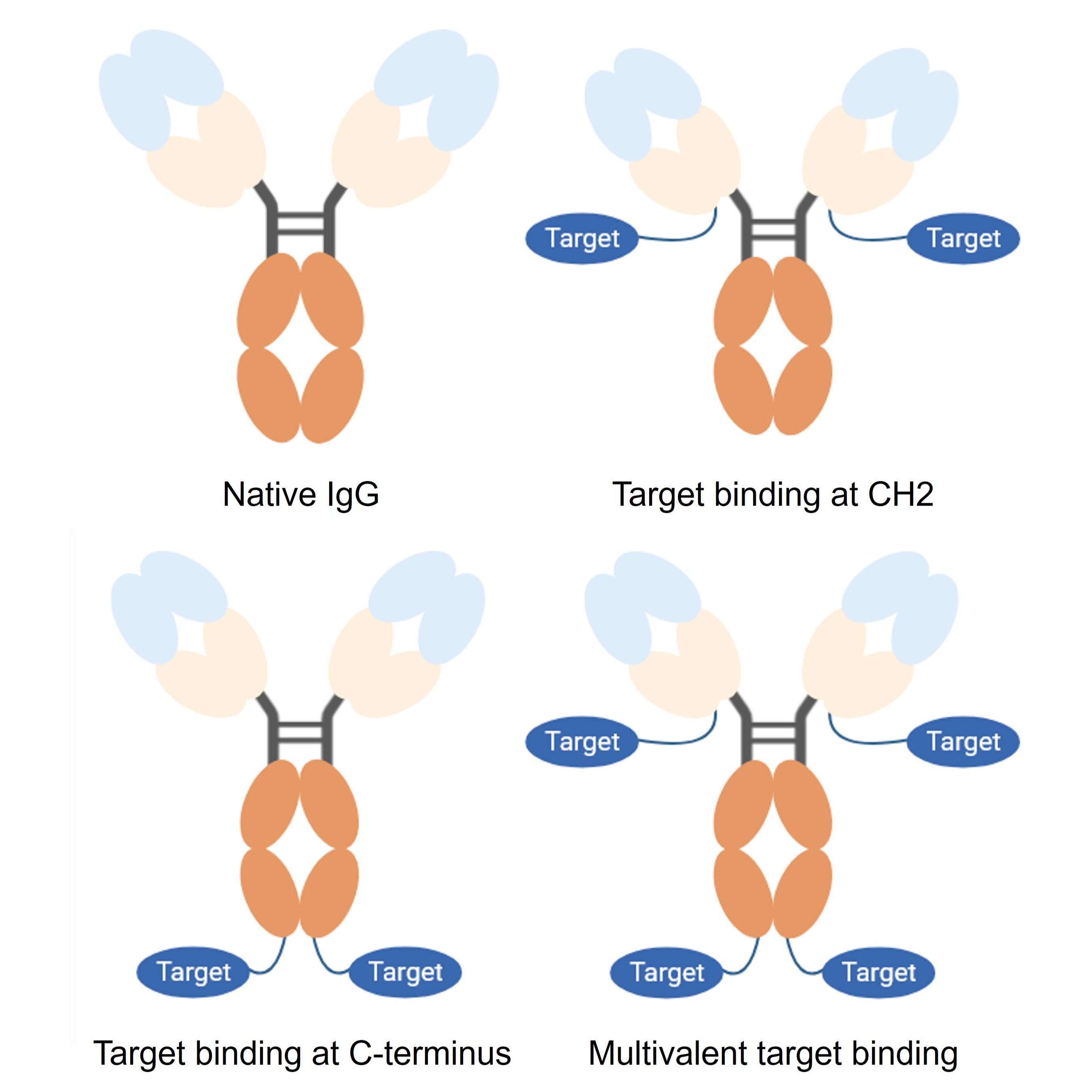 Structure of native IgG and IgG fusion proteins