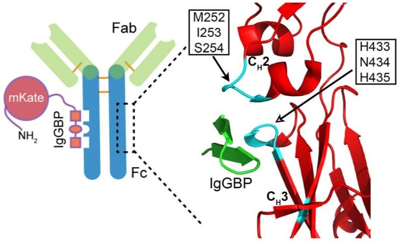 Fusion of an IgG-binding peptide to recombinant proteins increases plasma half-life in mice
