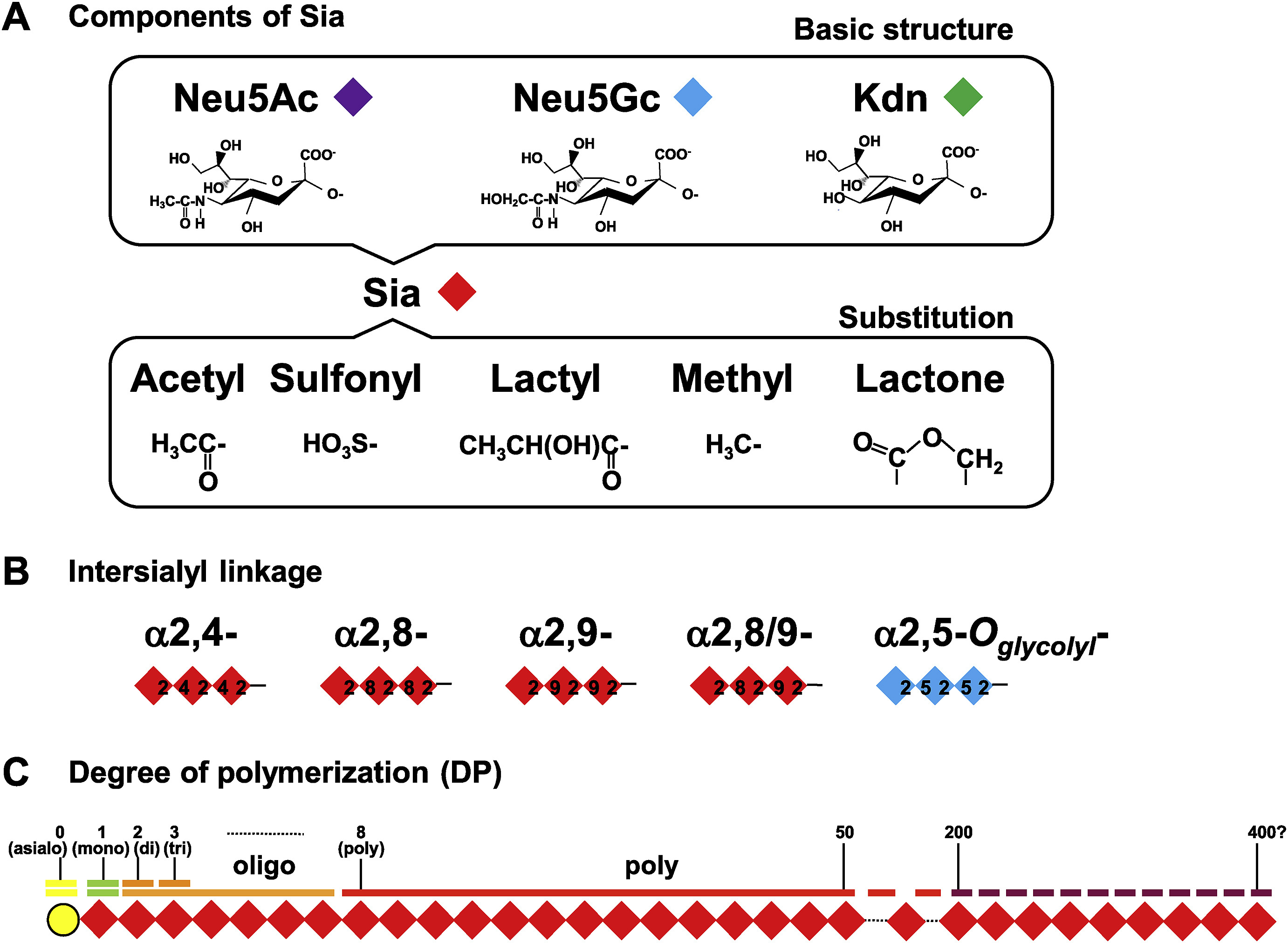 Polysialylation and disease