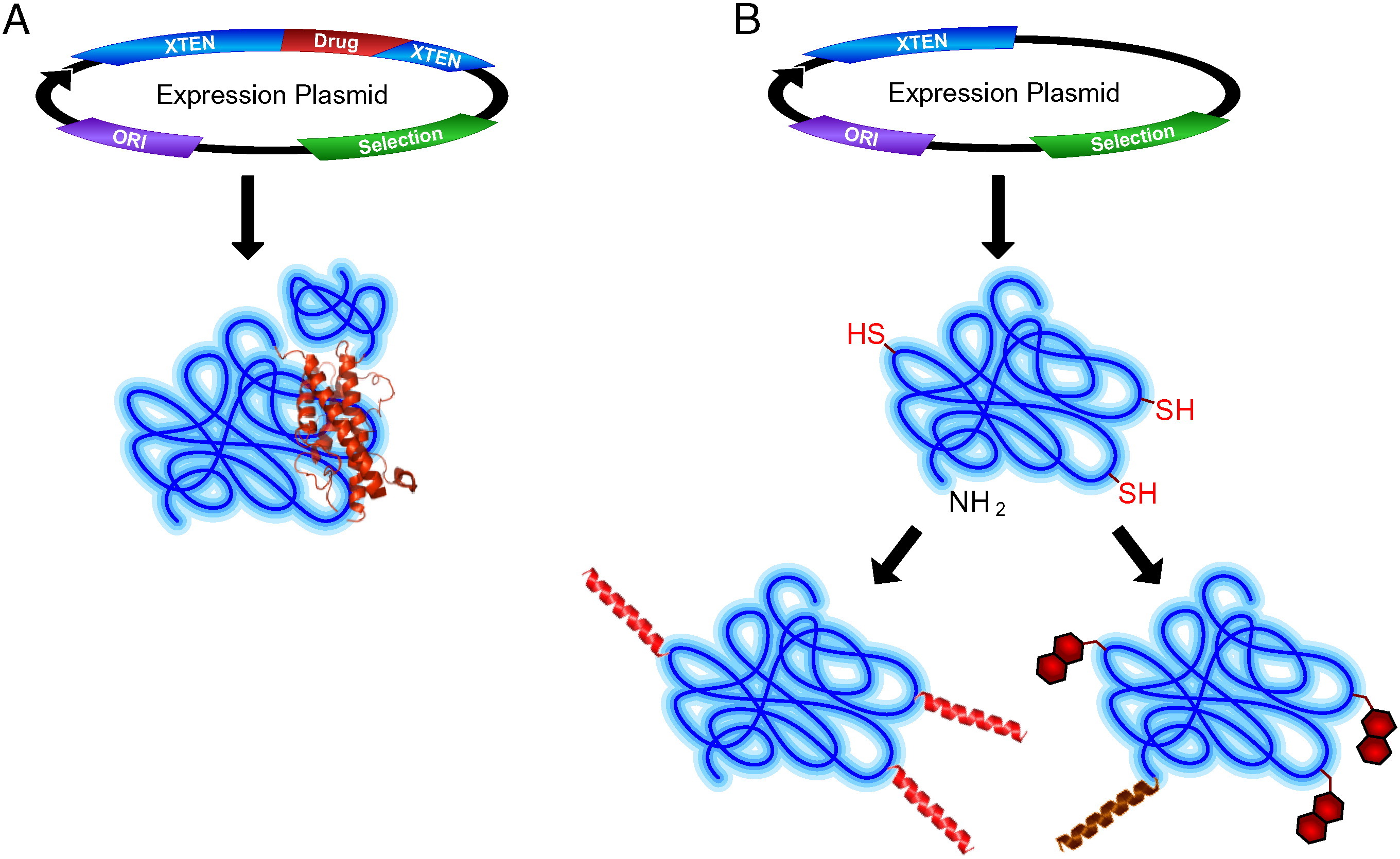 XTEN protein polymers for extending in vivo half-life of biologically active molecules