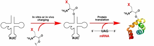 Use of unnatural amino acids for protein engineering