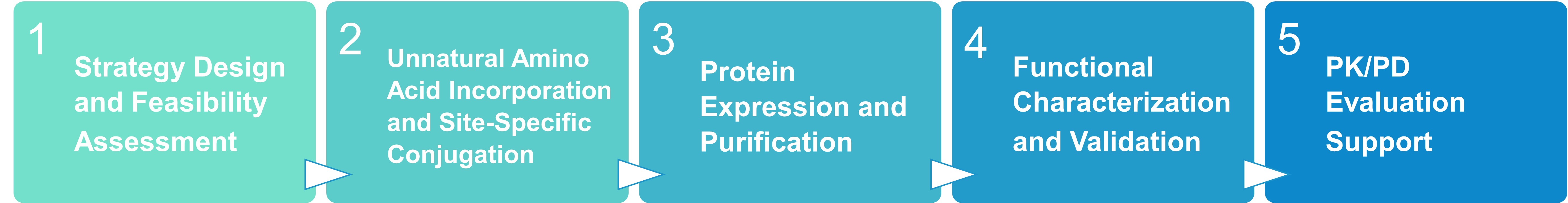 Workflow for unnatural amino acid incorporation for half-life extension
