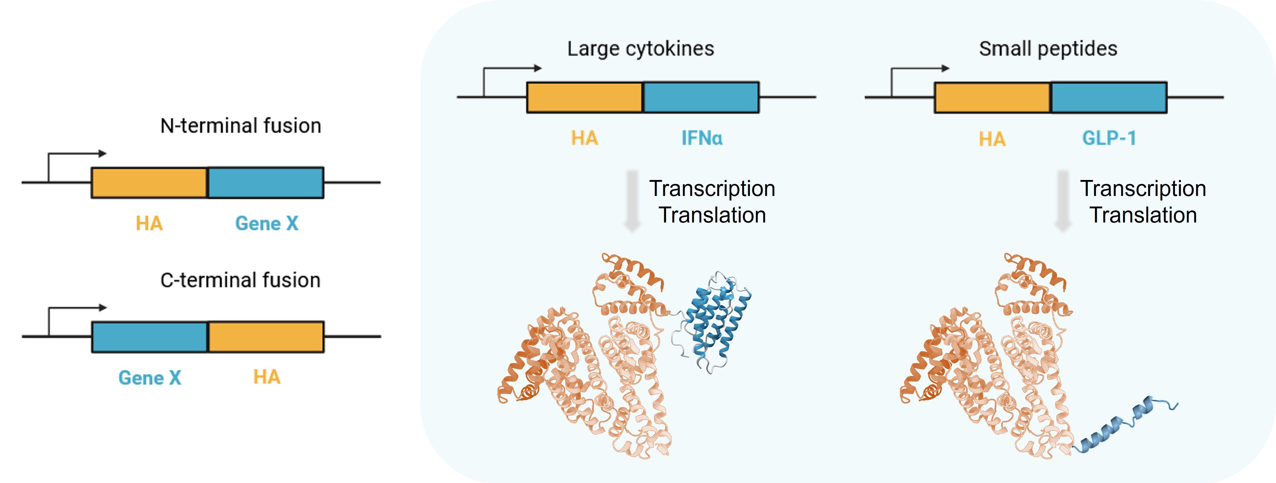 Human serum albumin fusion strategies