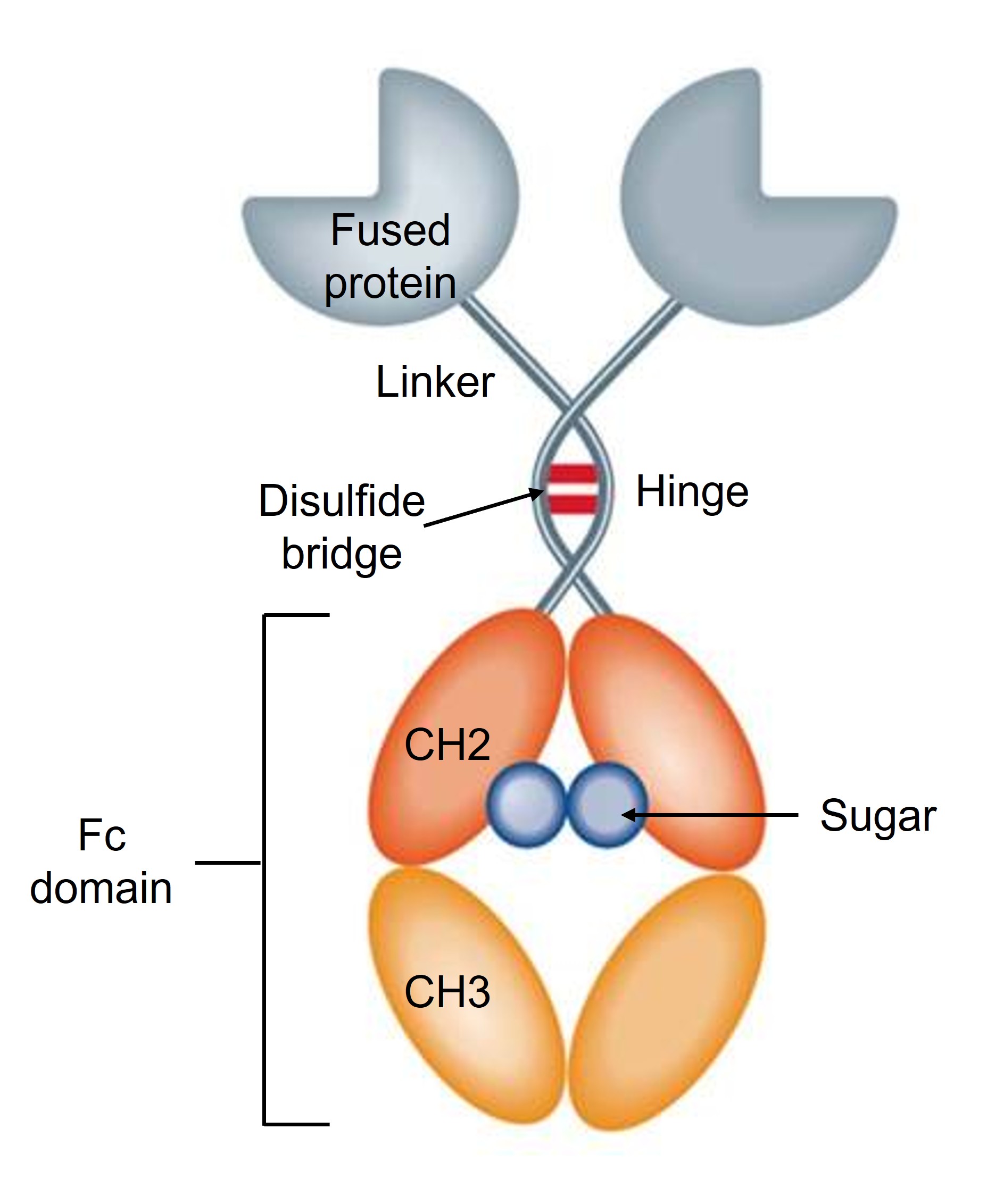 Structure of Fc-fusion protein
