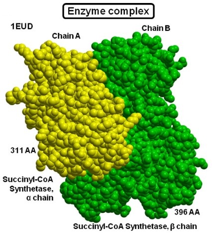  Example of a protein–protein complex: enzyme complex structure 