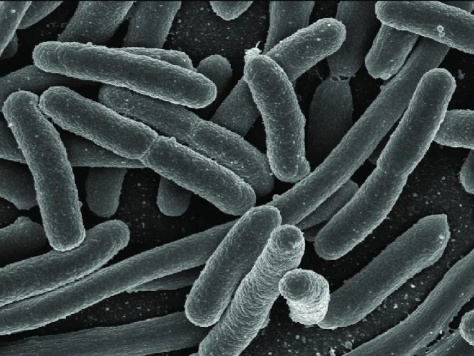 Protein co-expression in E. coli