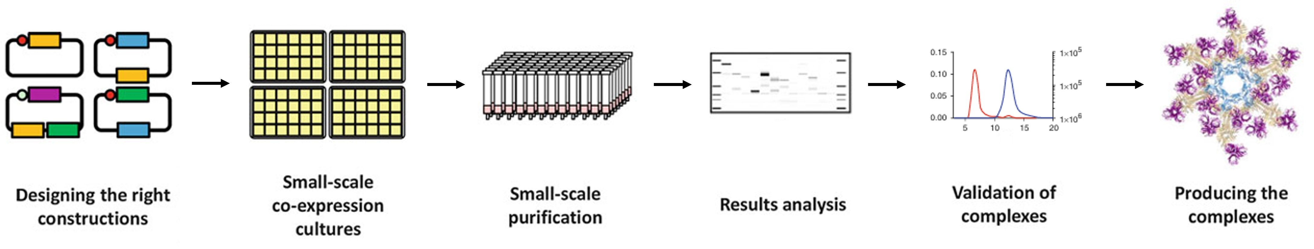 Complex reconstitution and characterization using Escherichia coli co-expression and high-throughput methods