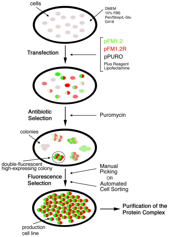 Tools for co-producing multiple proteins in mammalian cells