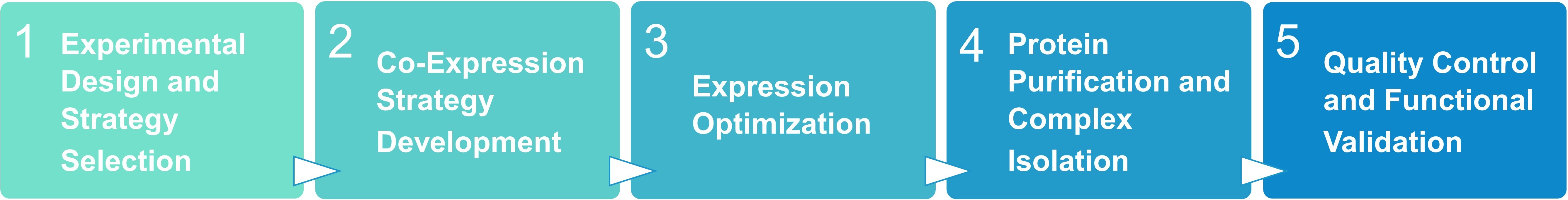 Workflow for protein co-expression in mammalian cells