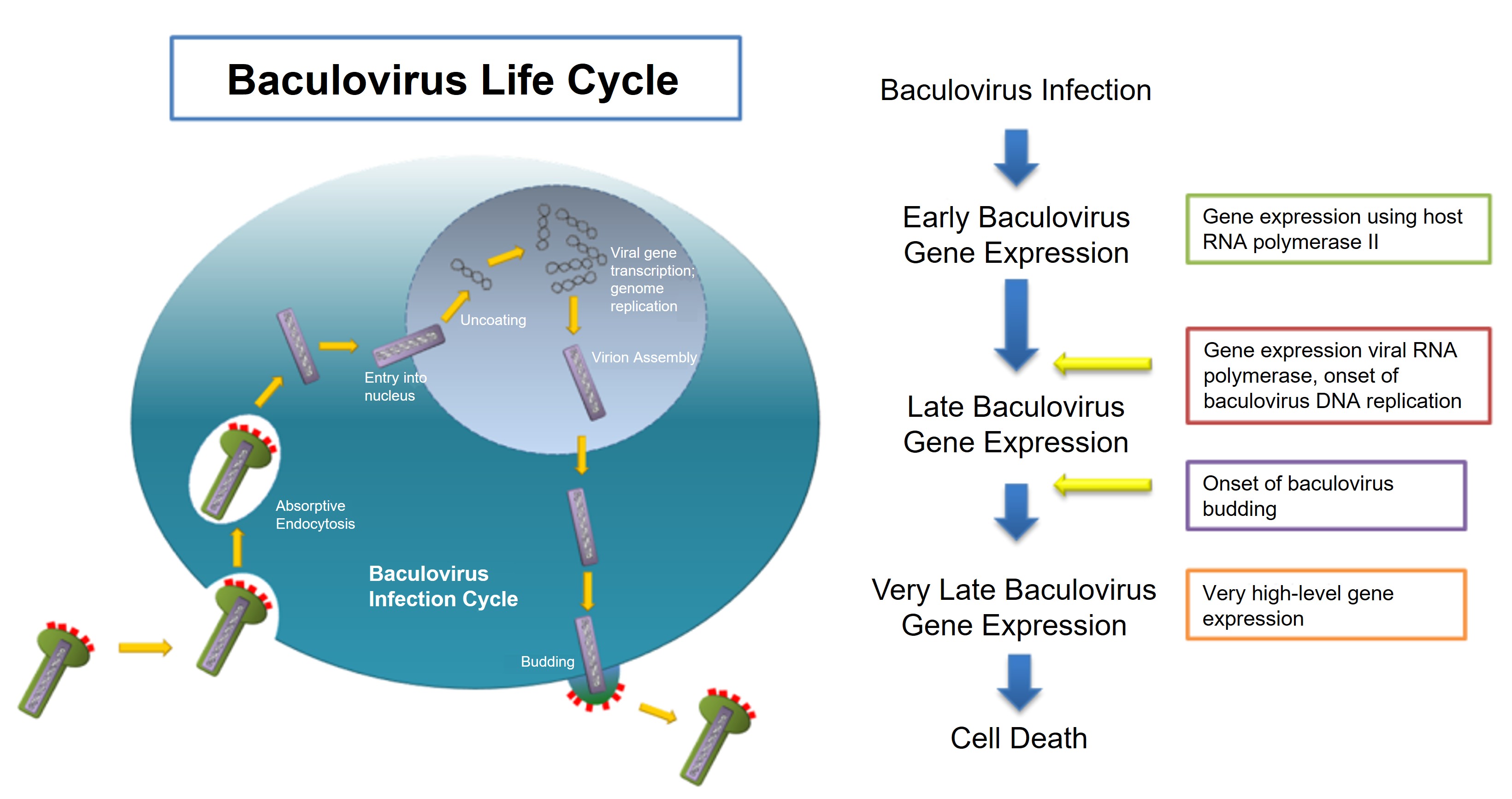 Baculovirus life cycle